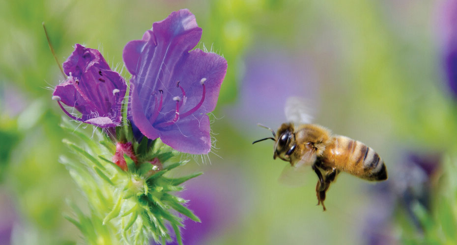 A bee approaching a purple flower