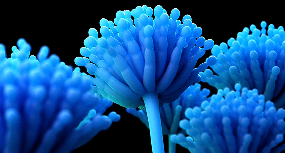 Mycology Research