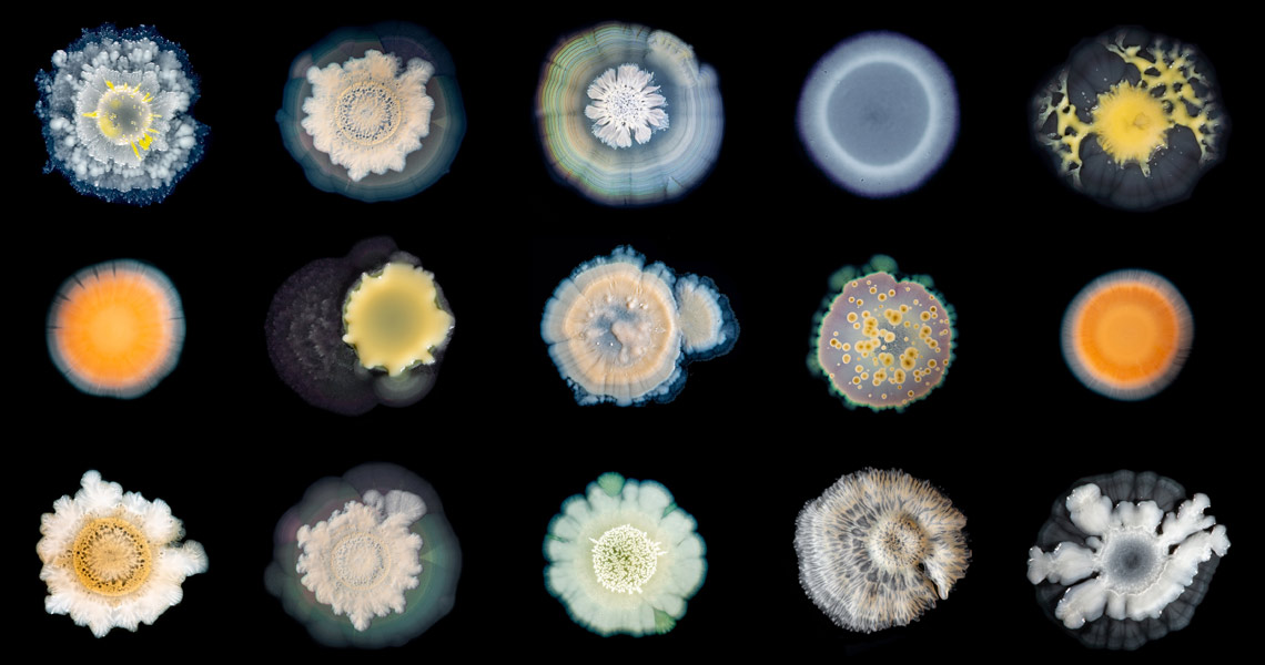 Composite image of Bacteria by Tim Cockerill