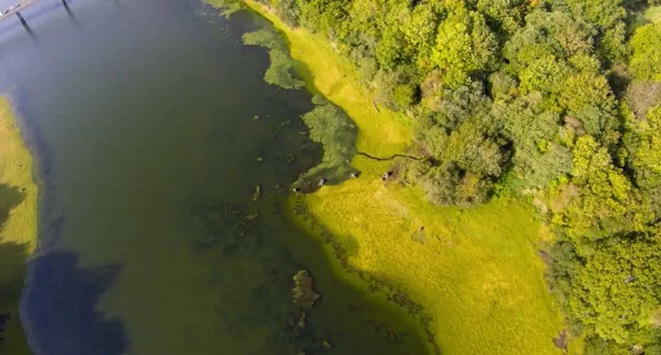 River with a green river bank and forest