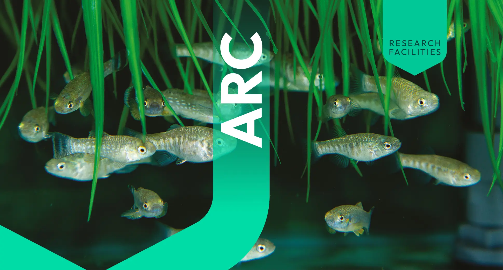 Fish in a tank
