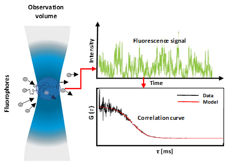 Fluorescent molecules diffusing into and out of an observation volume