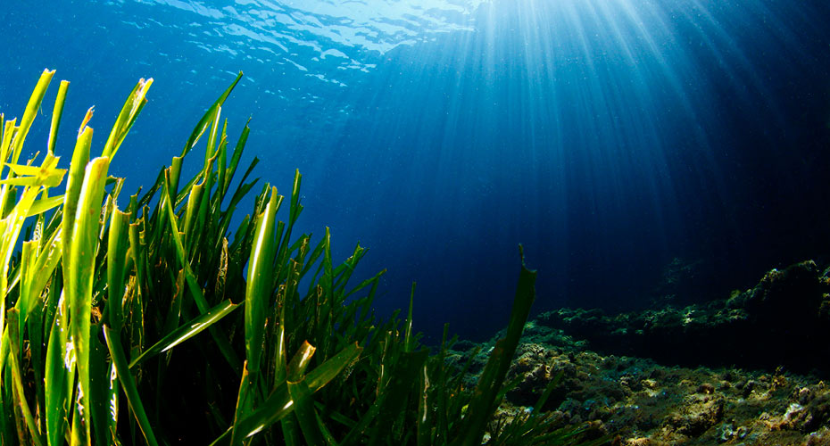 Light filtering through the sea