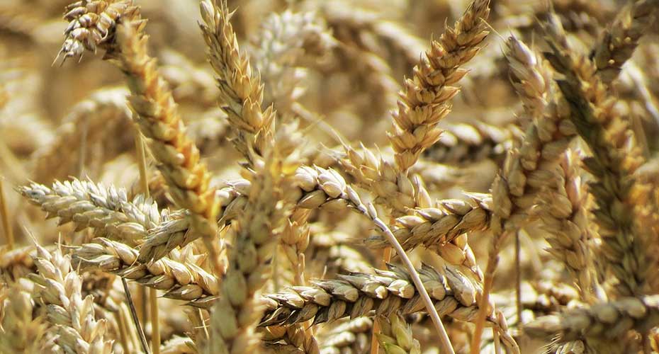Image of wheat