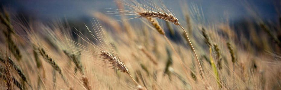 Crops in a field: a vibrant and lush agricultural landscape with rows of various crops growing.