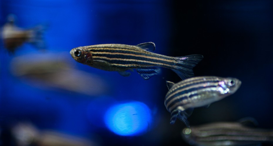 Fish in aquarium