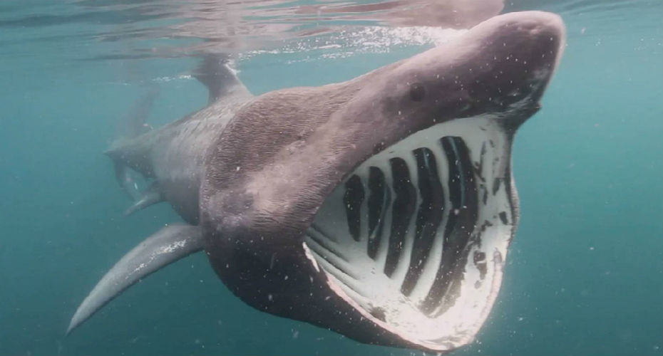 Shark open mouth