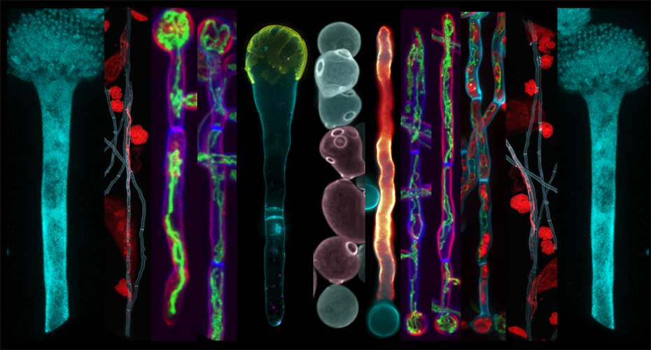 Fungal Zoo image
