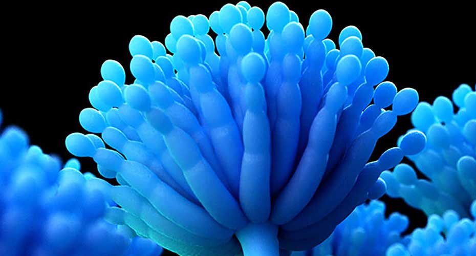 Blue fungi