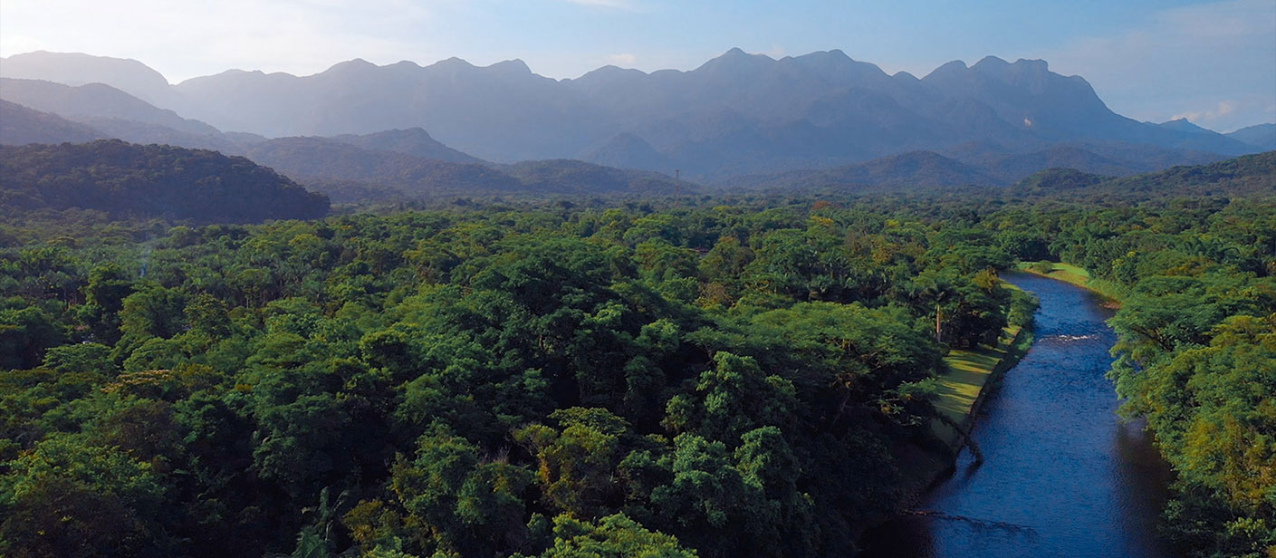 An aerial view of the Amazon river in the morning light, which highlights the variety of trees and greens across the canopy.