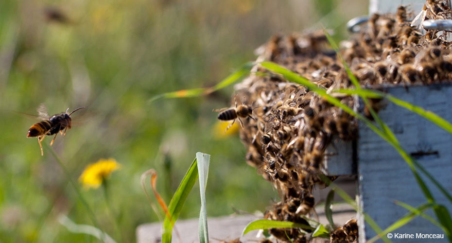 Horents swarming hive