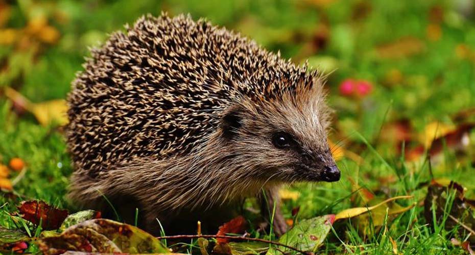 A hedgehog
