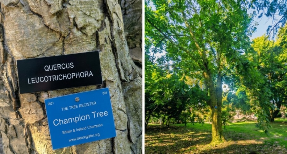 Champion Tree 930 x 500