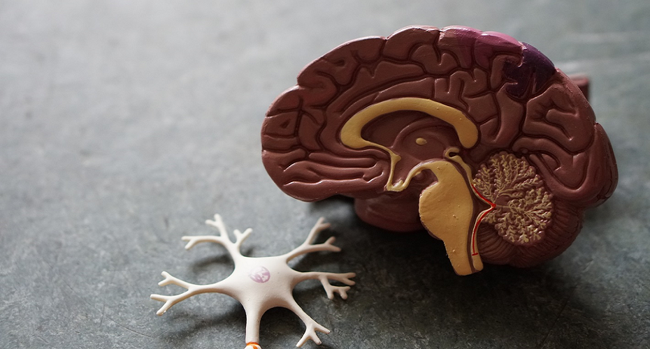 Playful Lab - Brain 930x500