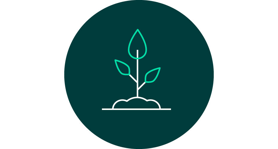 Seedling